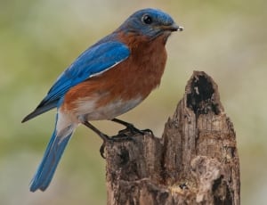 blue brown humming bird thumbnail