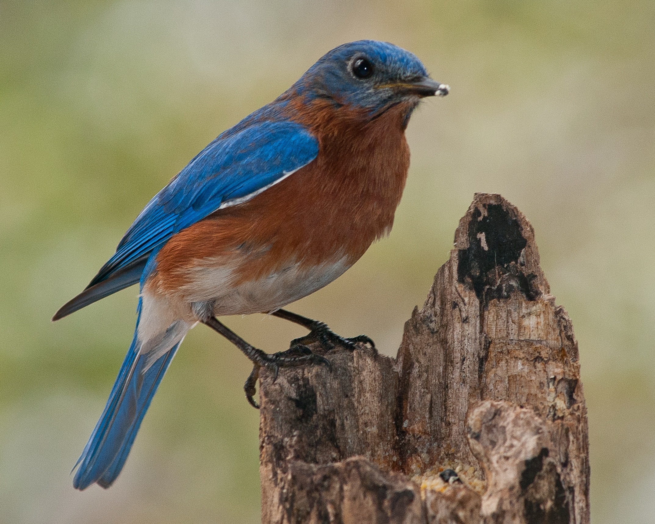 blue brown humming bird