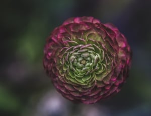shallow focus of red and green petal flower thumbnail