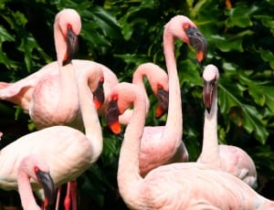 flamingo lot thumbnail