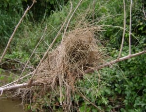 photo of brown nest near body of water thumbnail