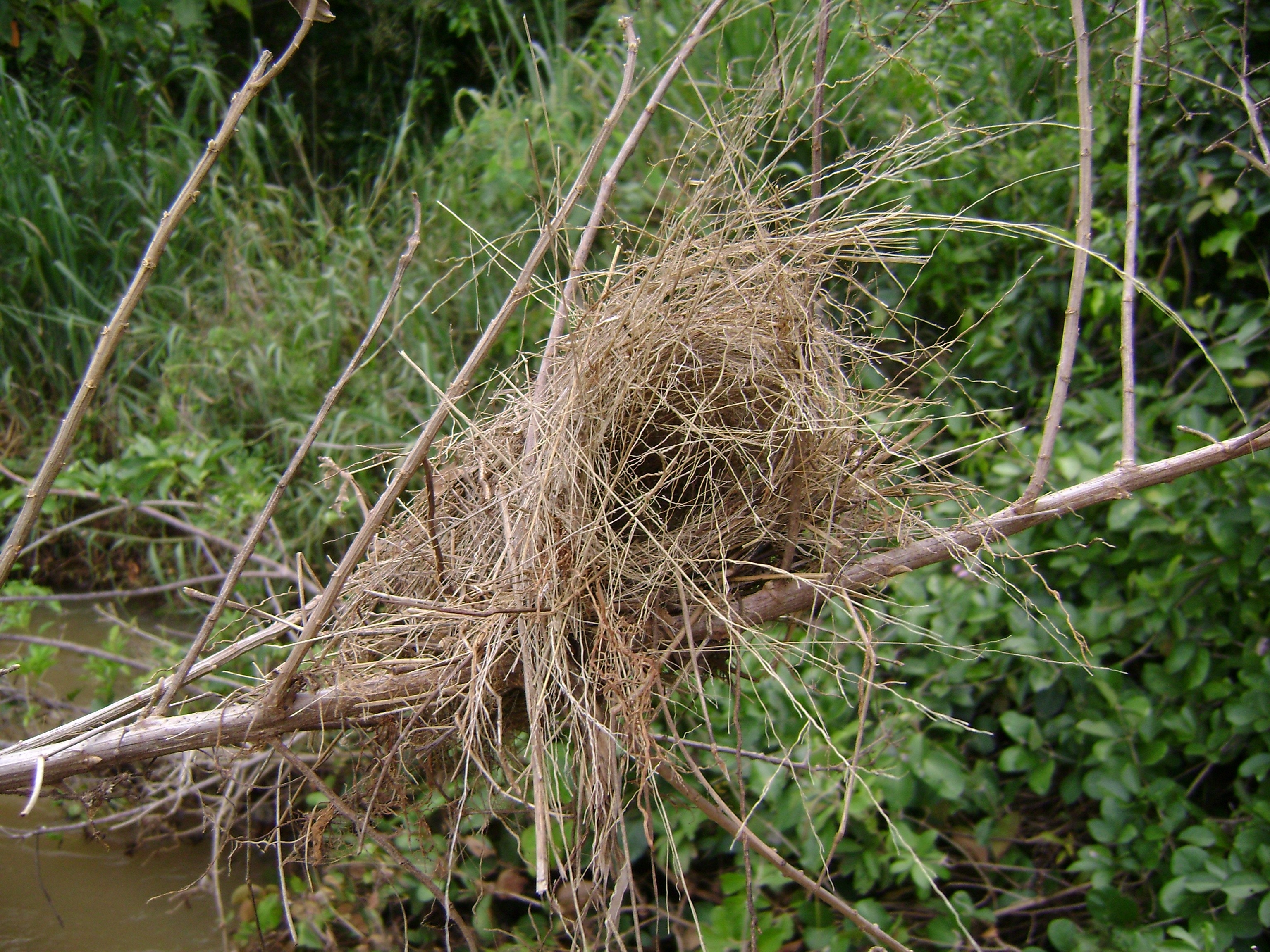 photo of brown nest near body of water