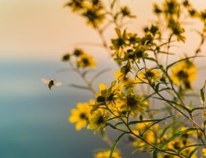 bee flying near daisies macro photography thumbnail