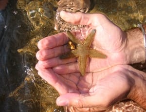 green star fish thumbnail