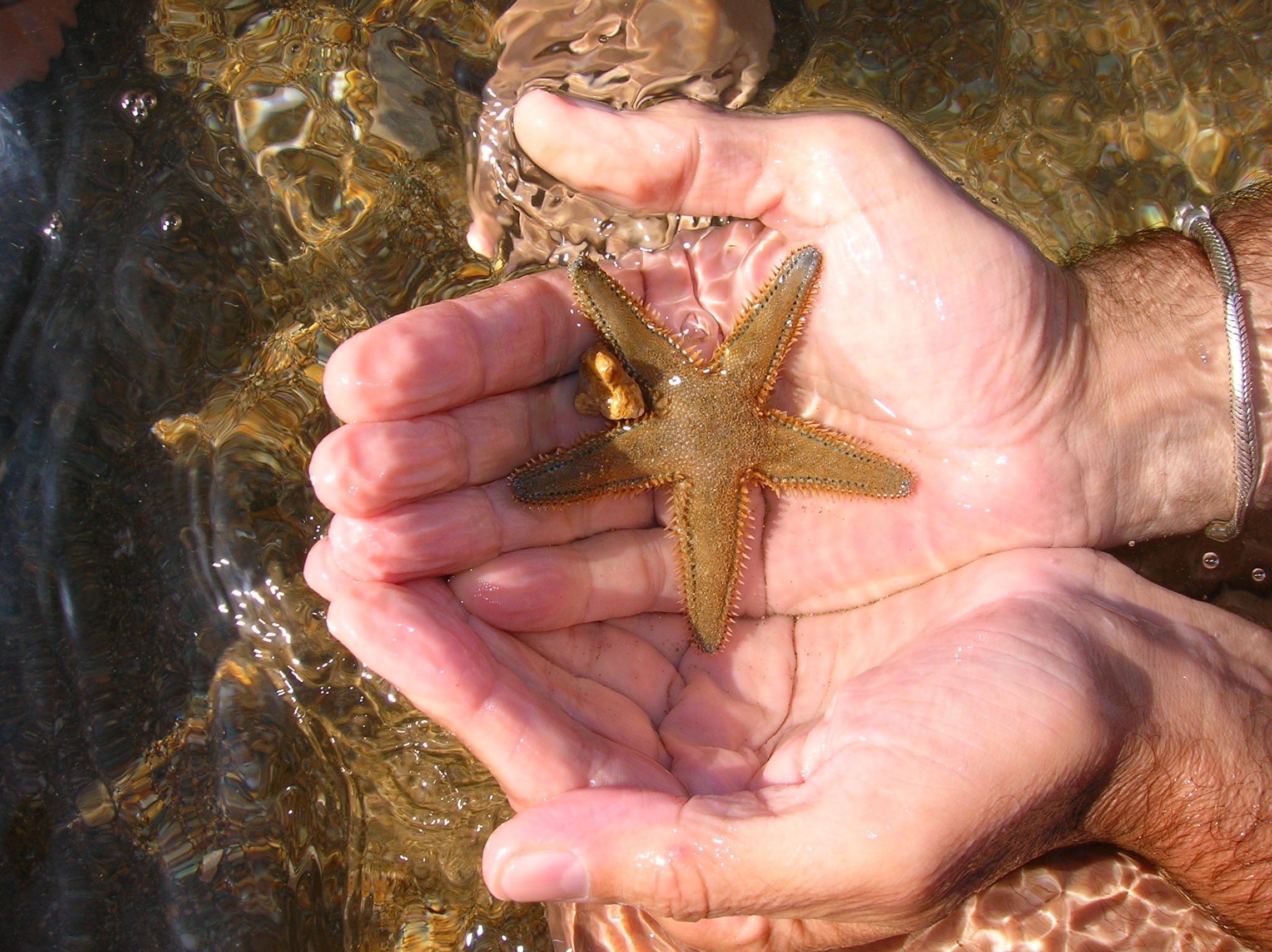 green star fish