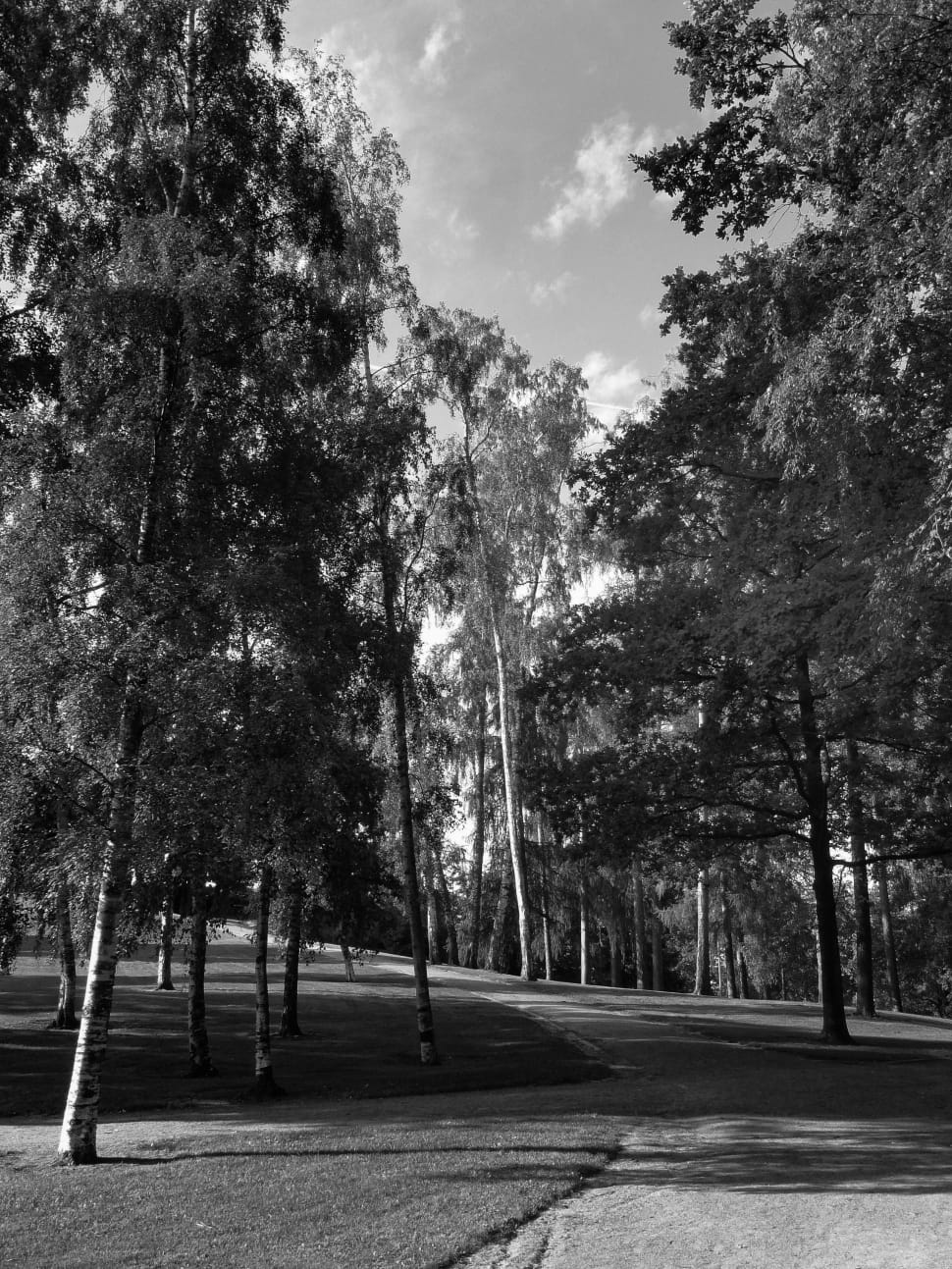 grayscale photo of trees preview