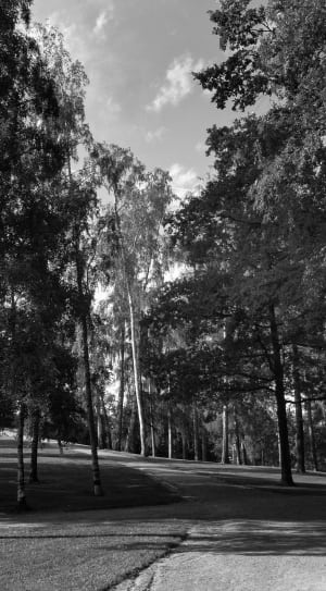 grayscale photo of trees thumbnail
