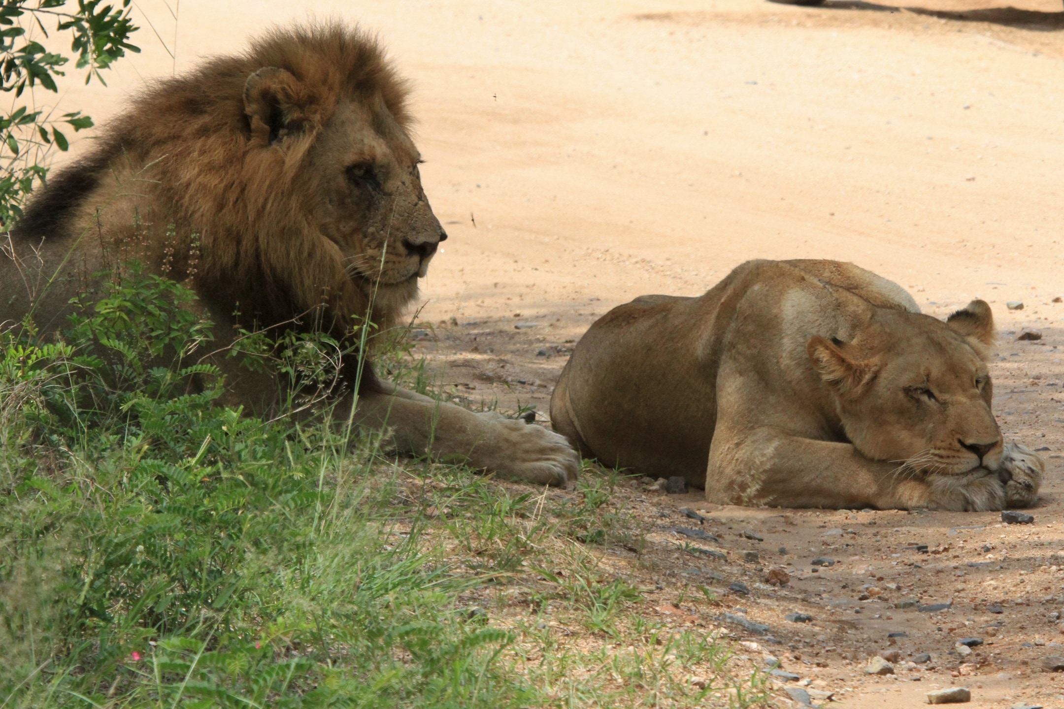 lion and lioness beside green grass field during daytime