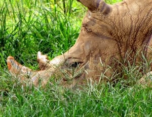 brown rhino thumbnail