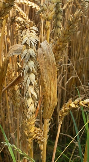 brown wheat grain thumbnail