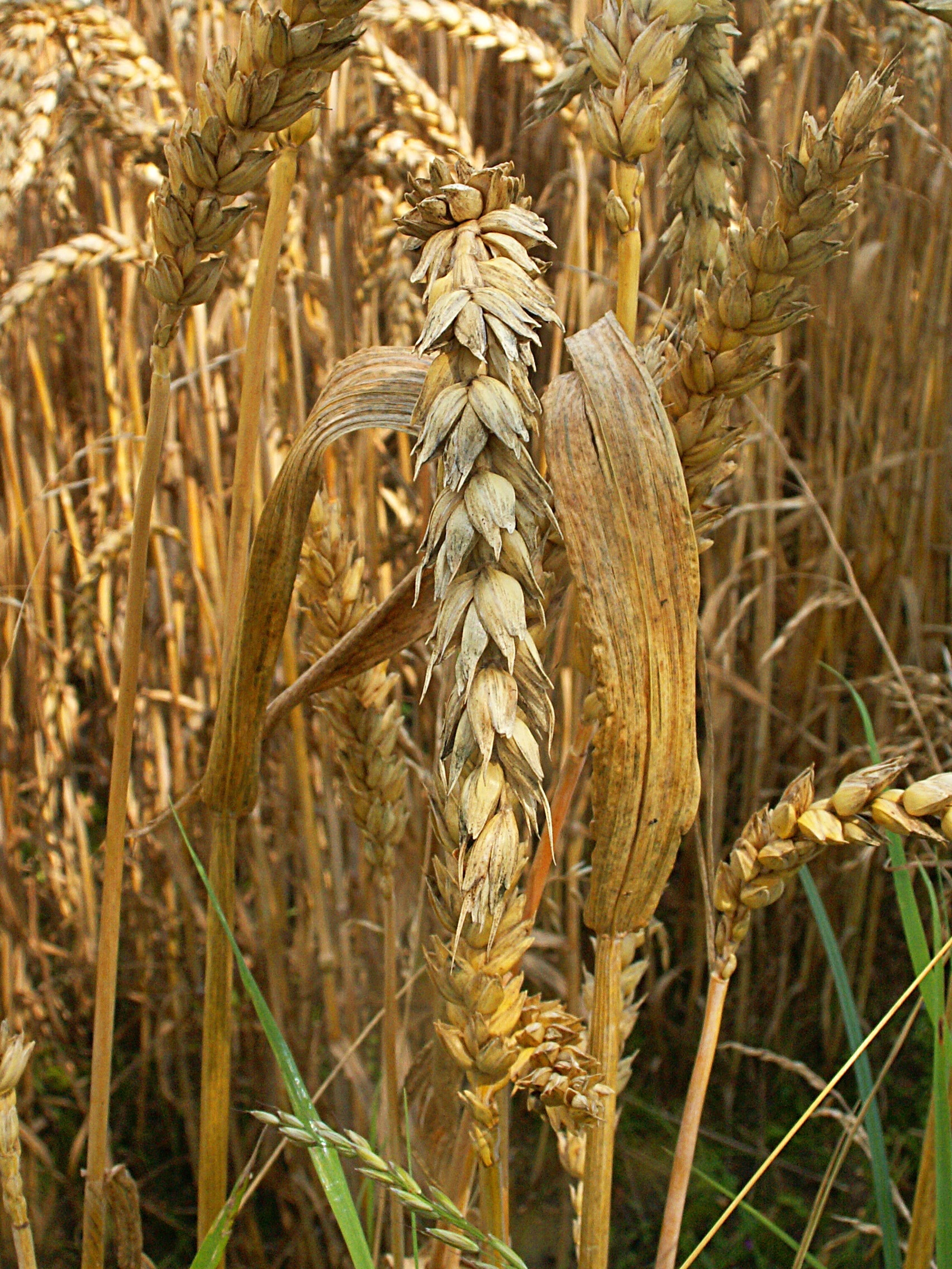 brown wheat grain