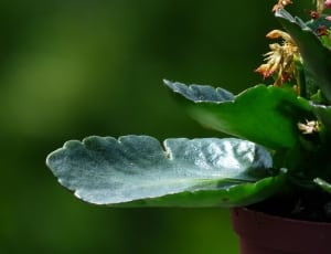 succulent plant thumbnail