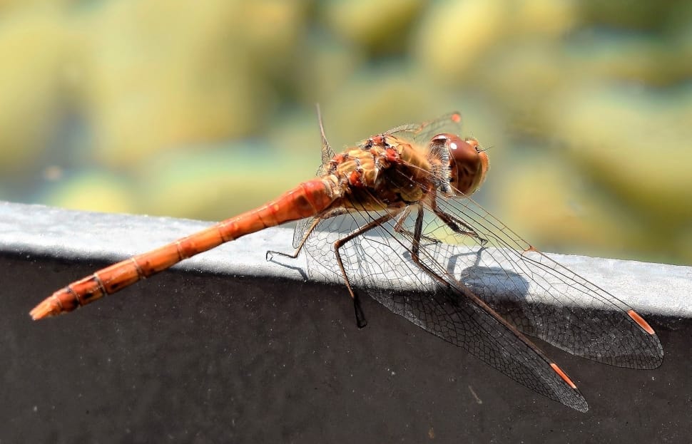 brown and orange dragonfly preview