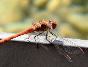 brown and orange dragonfly thumbnail