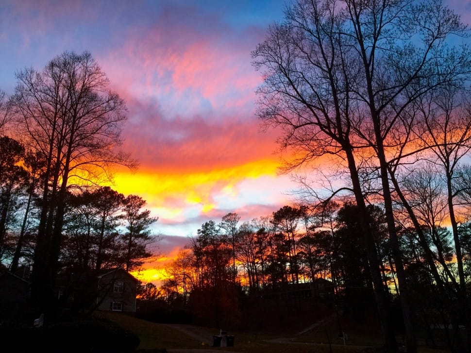silhouette of trees during sunset preview