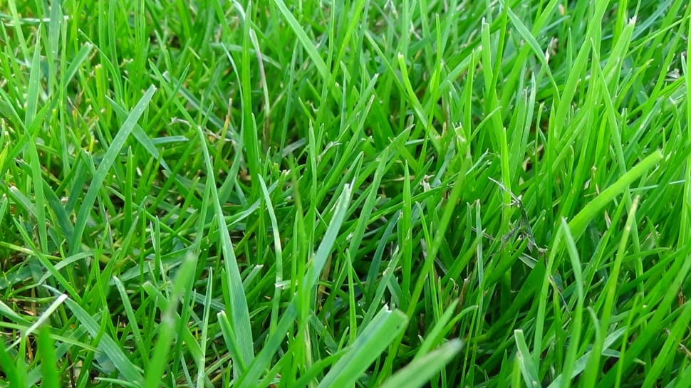 green grasses preview