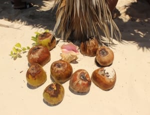 coconut fruit lot thumbnail