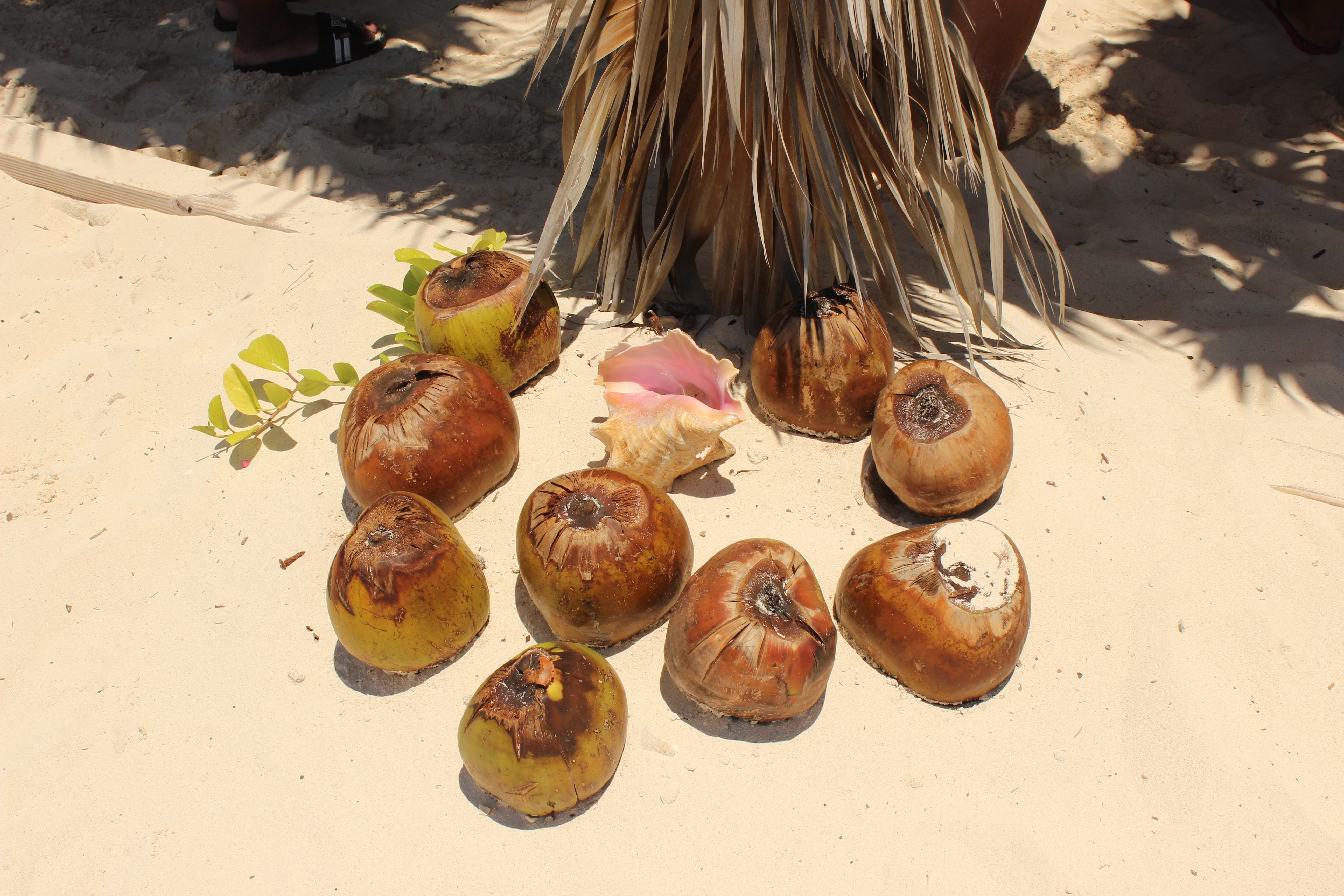 coconut fruit lot