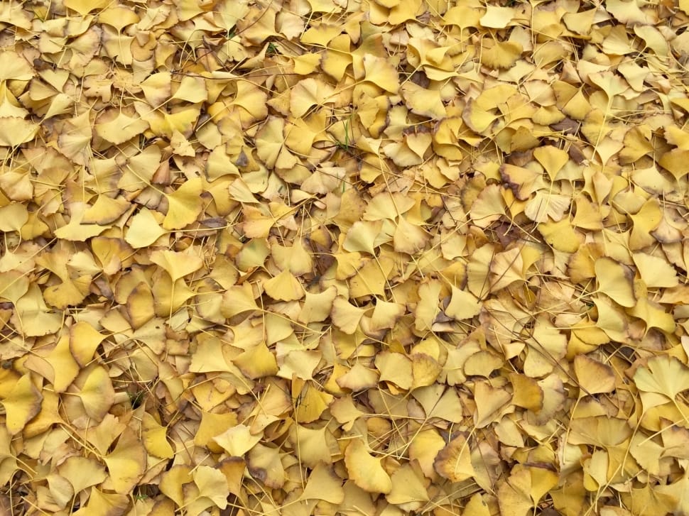beige leaves preview