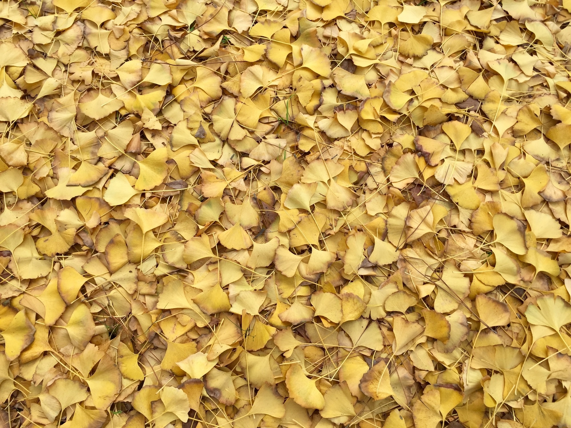 beige leaves