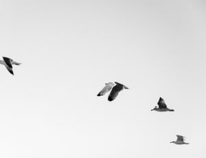 greyscale photo of 5 seagulls flying thumbnail