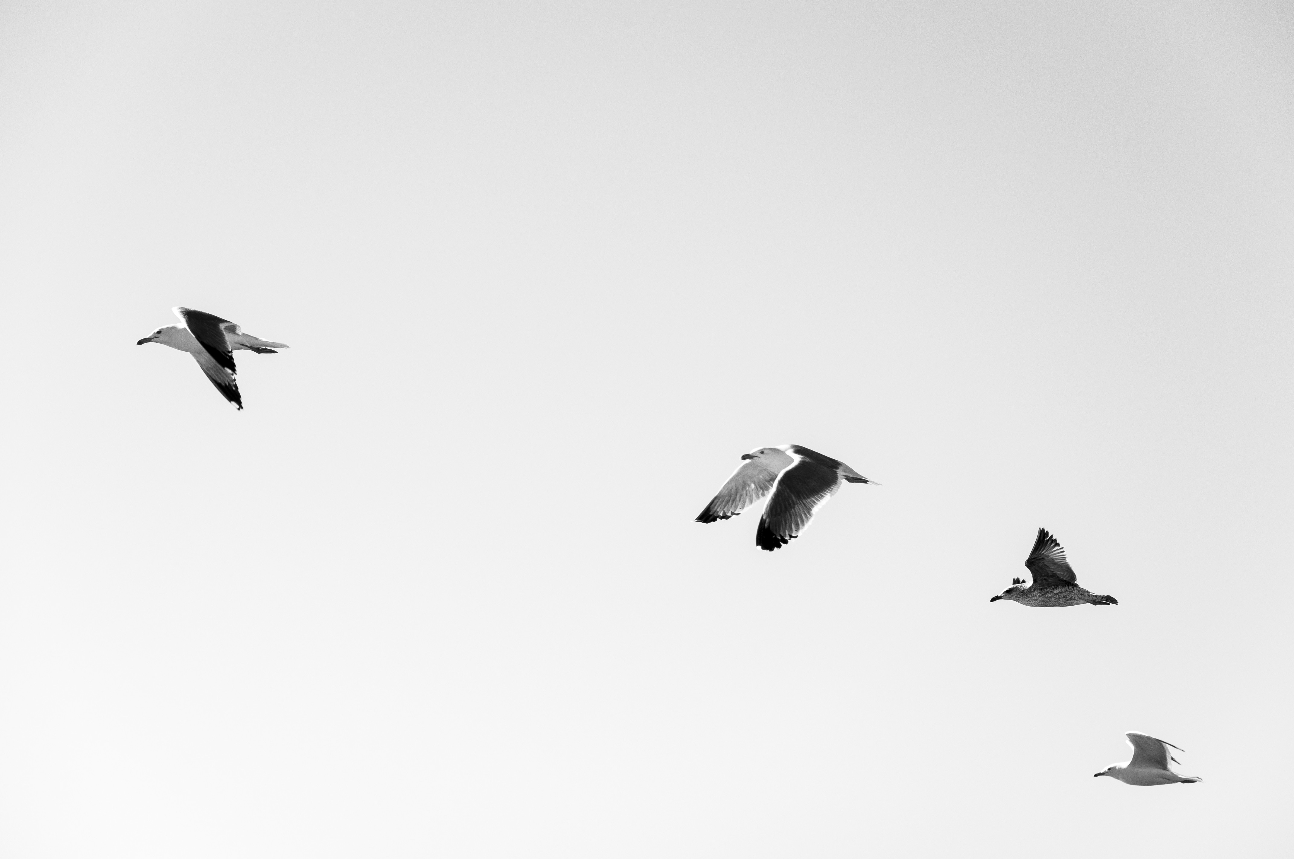 greyscale photo of 5 seagulls flying