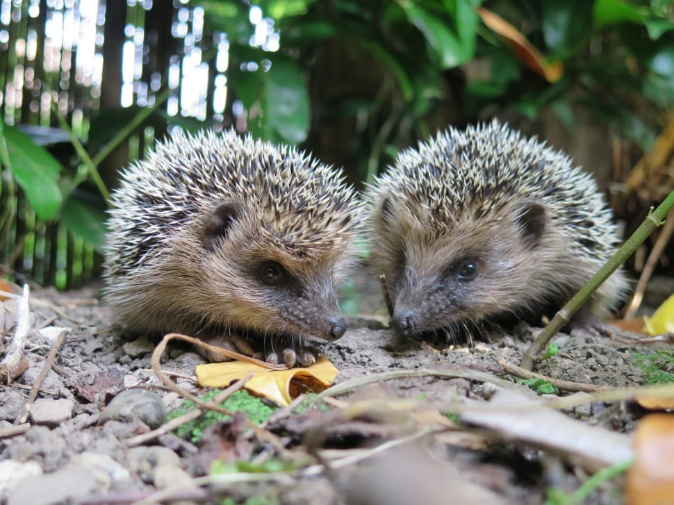 two hedgehogs preview