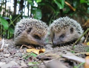 two hedgehogs thumbnail