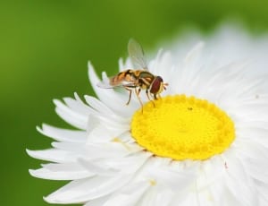 yellow black bee and daisy flower thumbnail