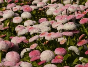 pink and white mums thumbnail