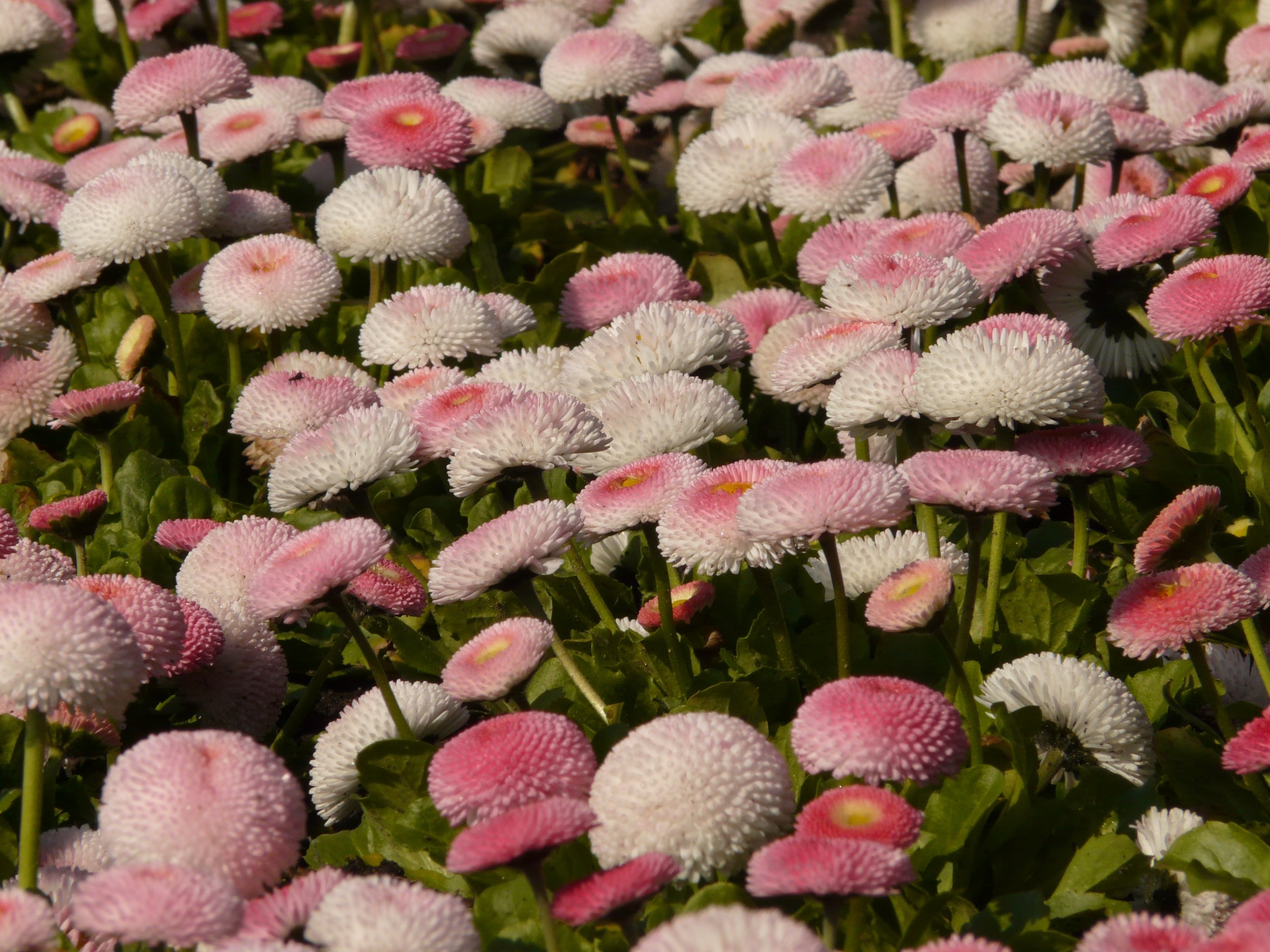pink and white mums