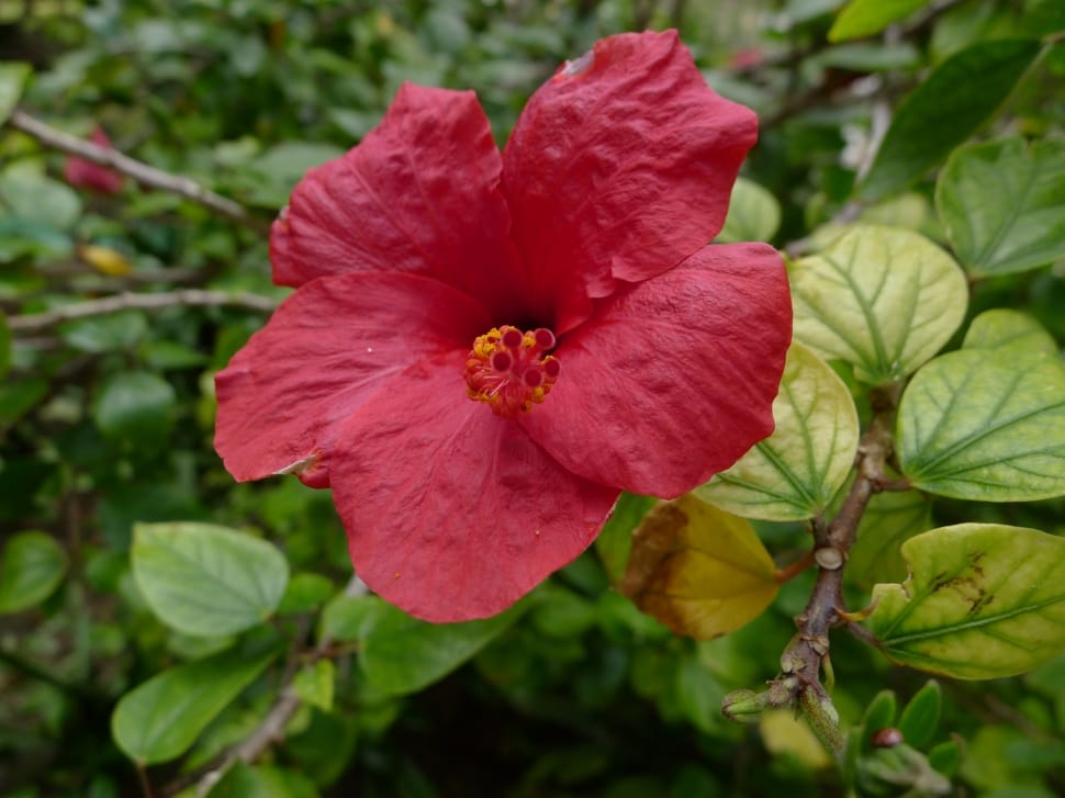 red hibiscus preview