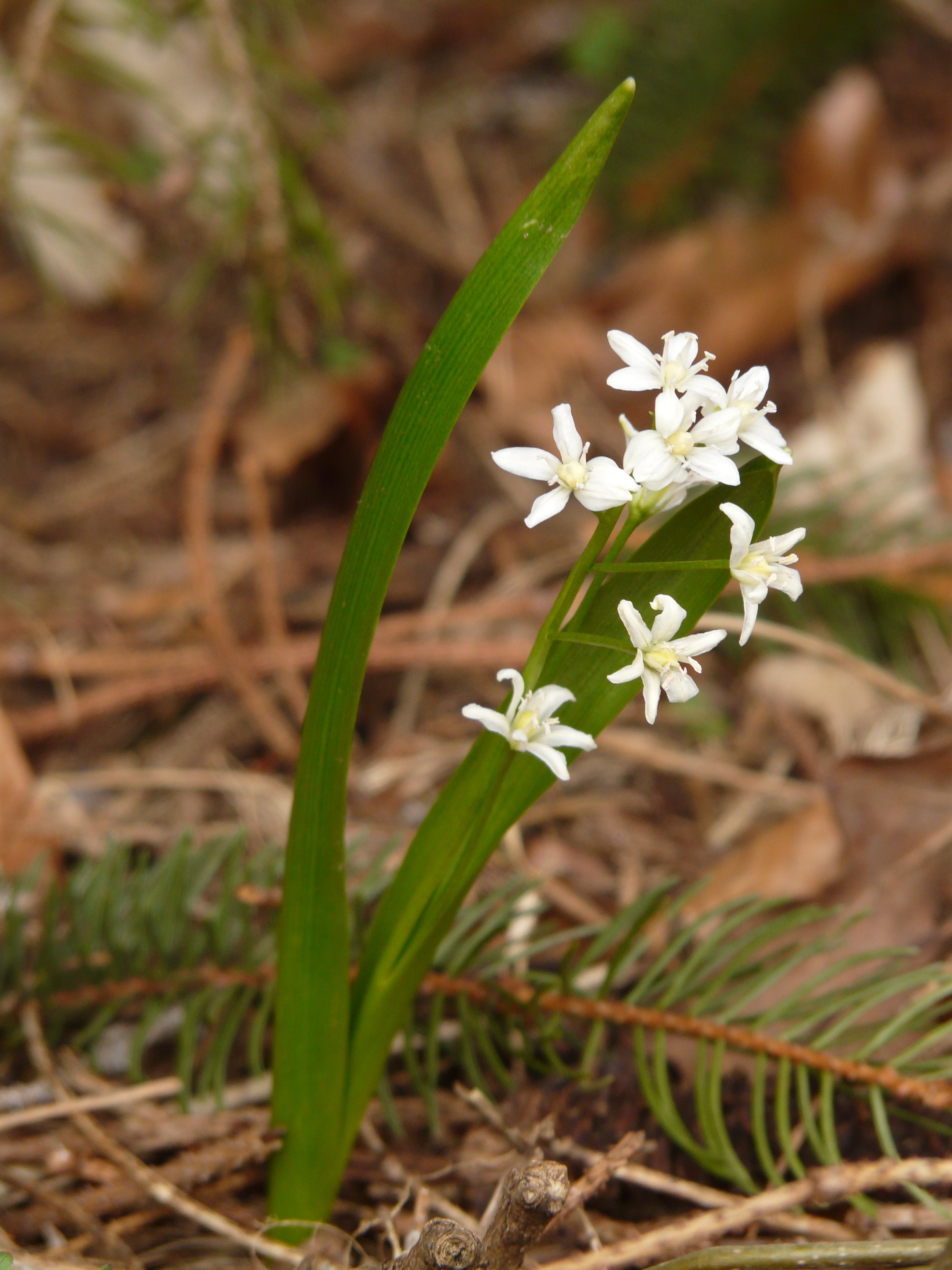 white five petaled flower