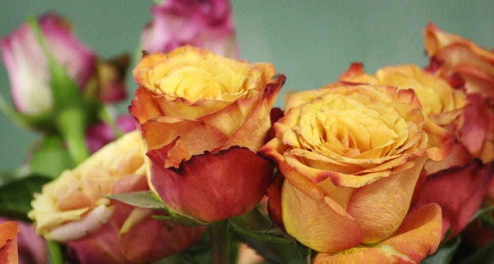 red-and-yellow roses preview