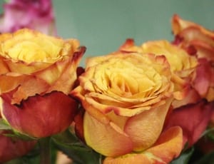 red-and-yellow roses thumbnail