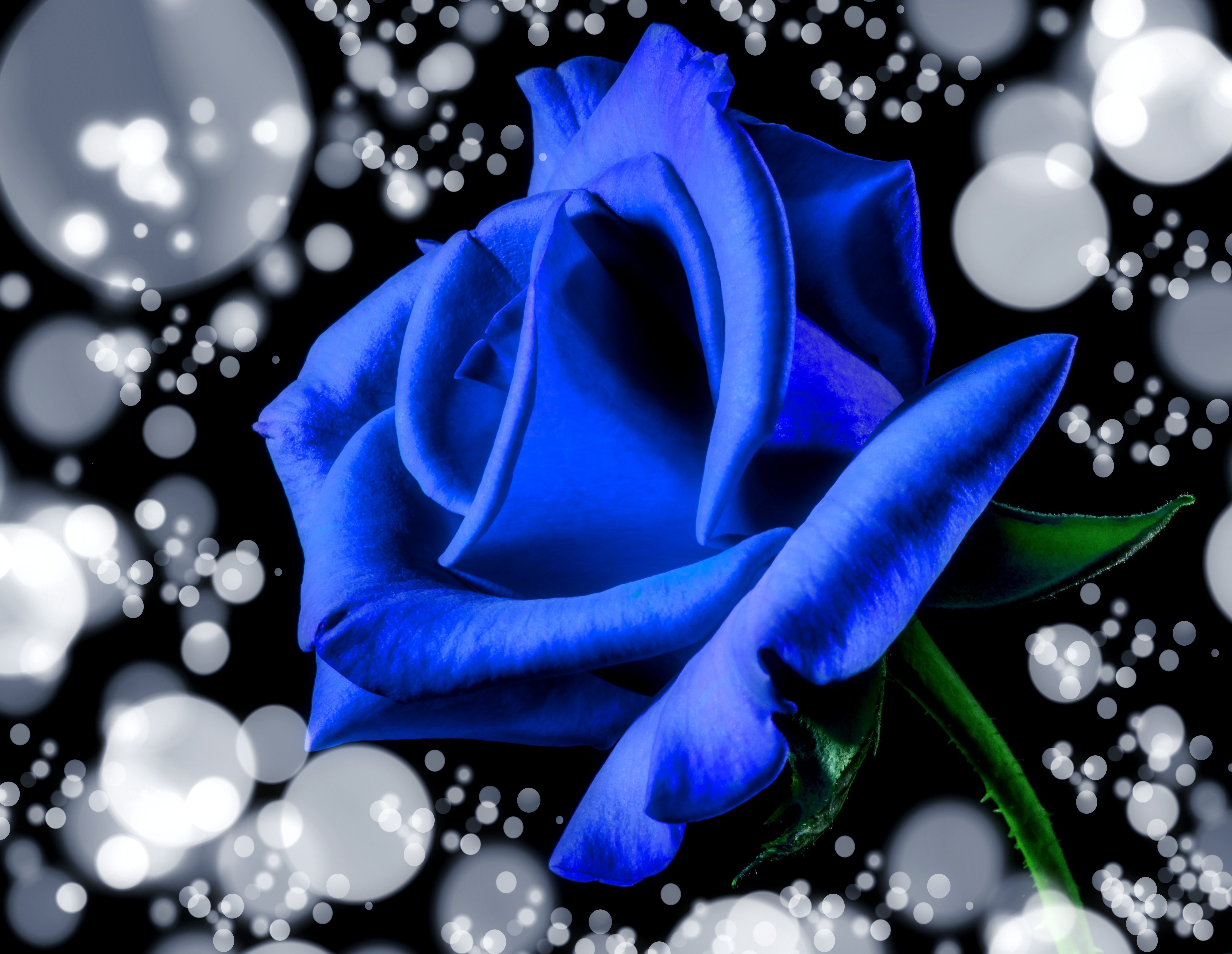blue flowers free image | Peakpx