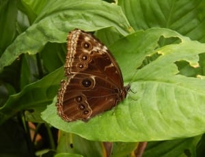 brown butterfly thumbnail