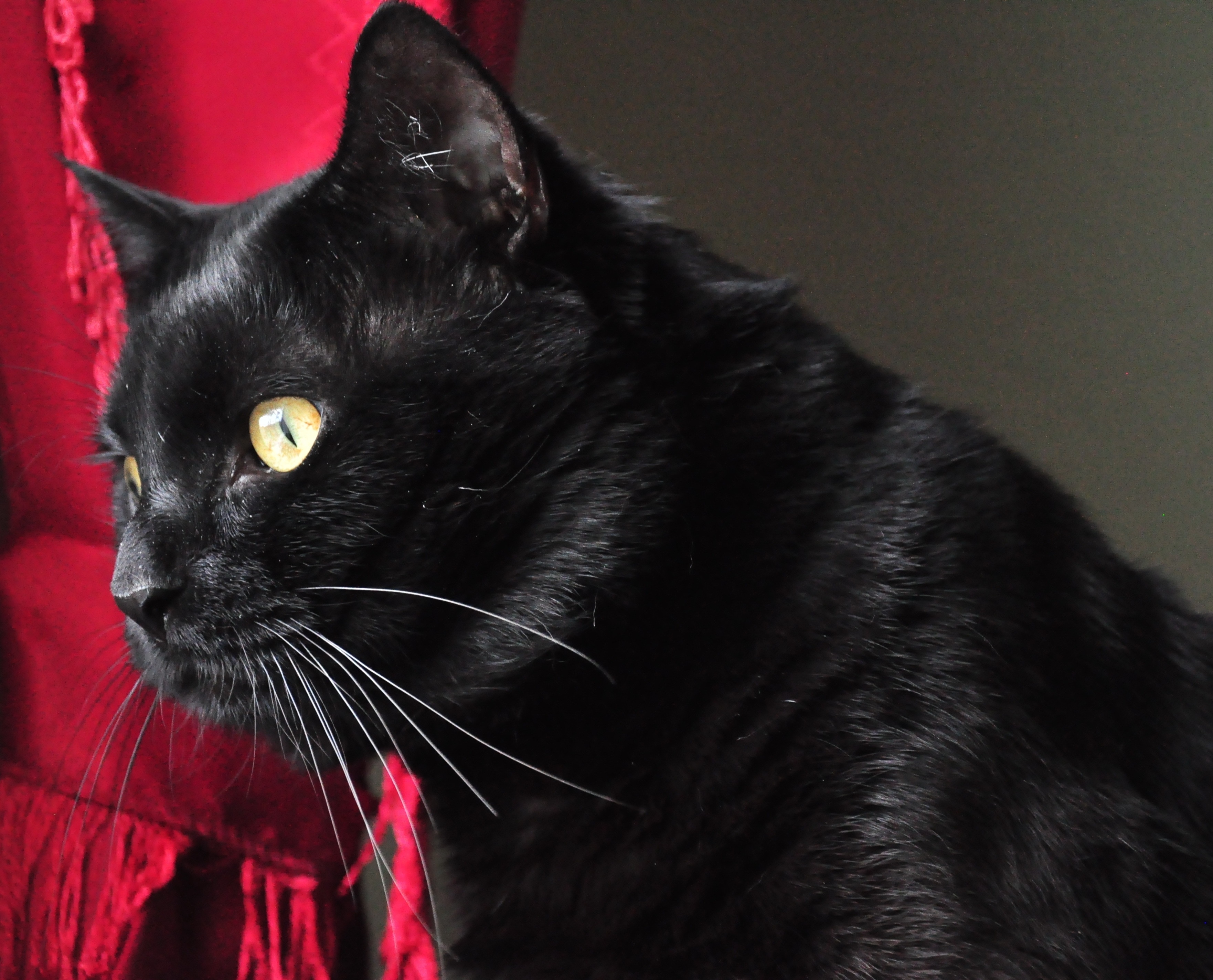 Черные кошки 9. Бомбейская кошка длинношерстная. Европейская короткошерстная кошка черная. Бомбейская кошка длинношерстная черная. Американская короткошёрстная кошка черная.
