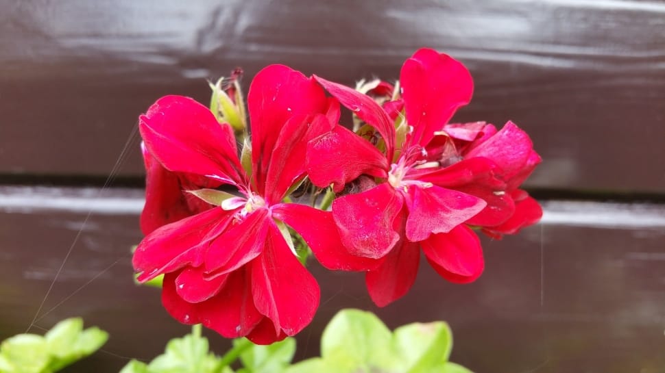 red petaled flowers preview