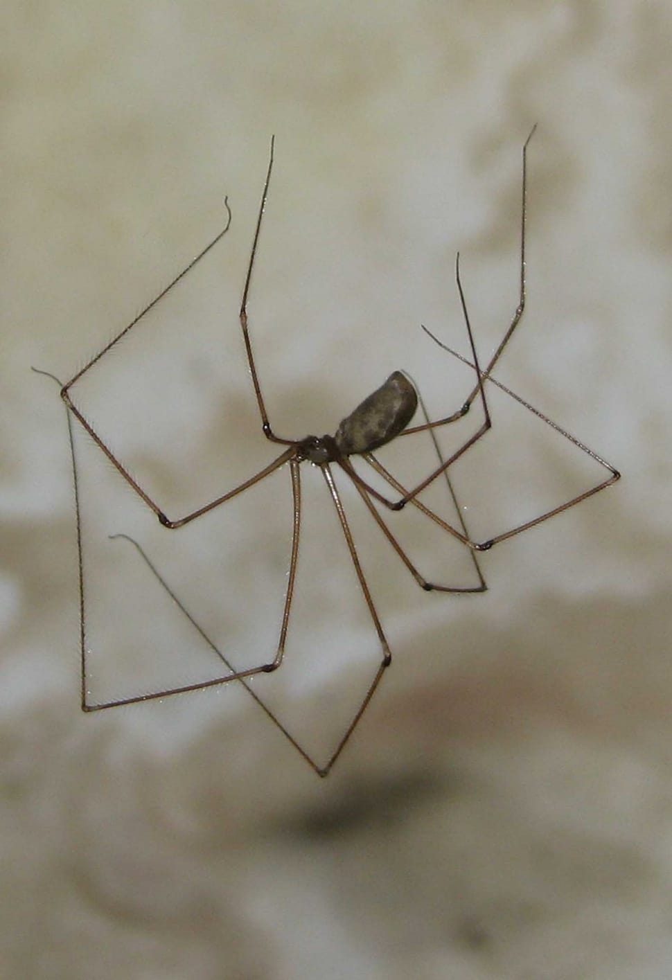 cellar spider preview