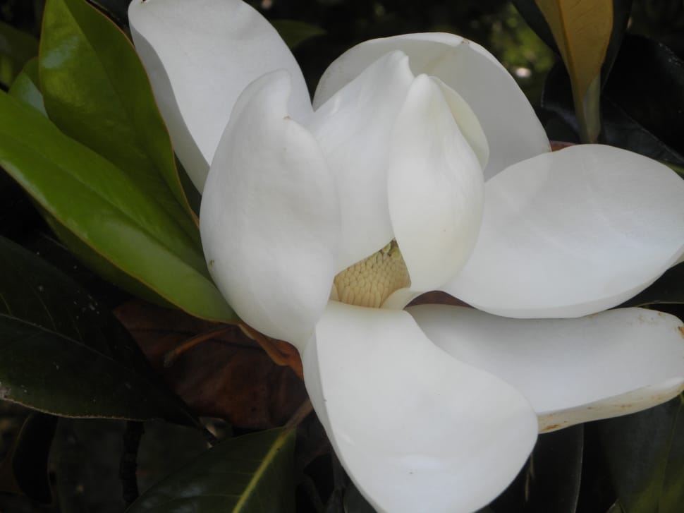 closeup photo of white Magnolia preview