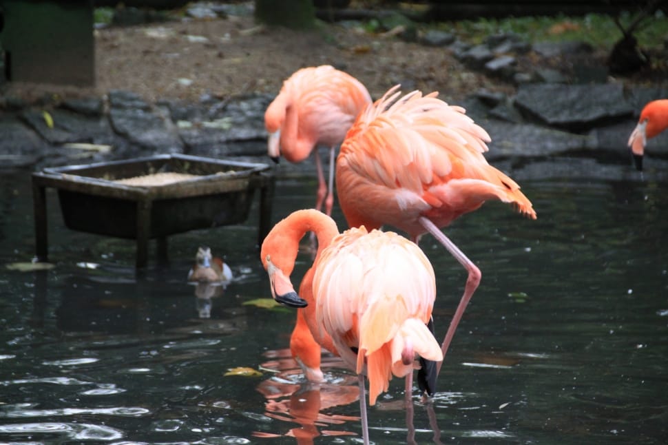 2 orange flamingo preview