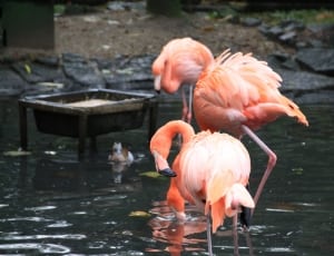 2 orange flamingo thumbnail