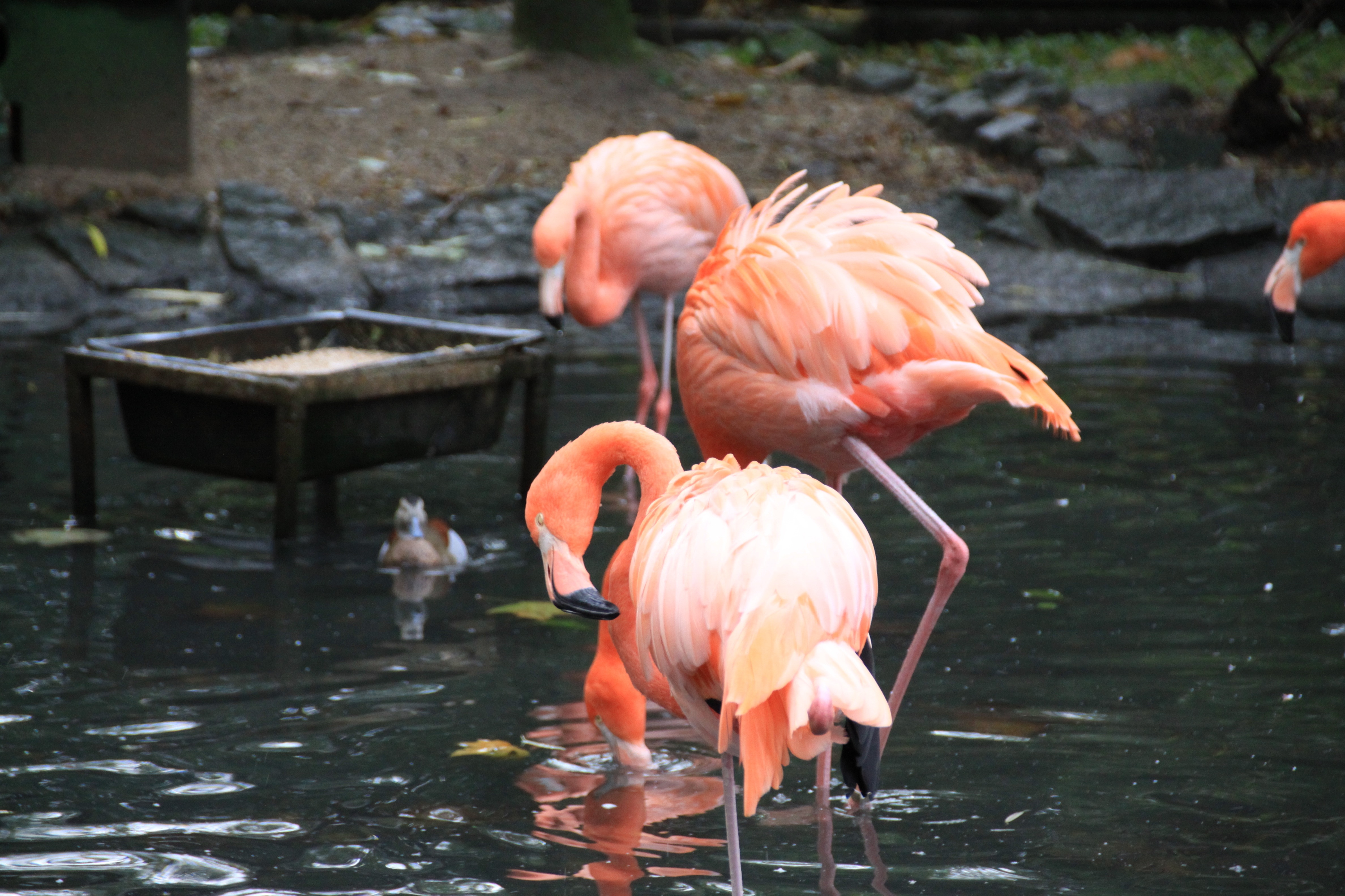 2 orange flamingo