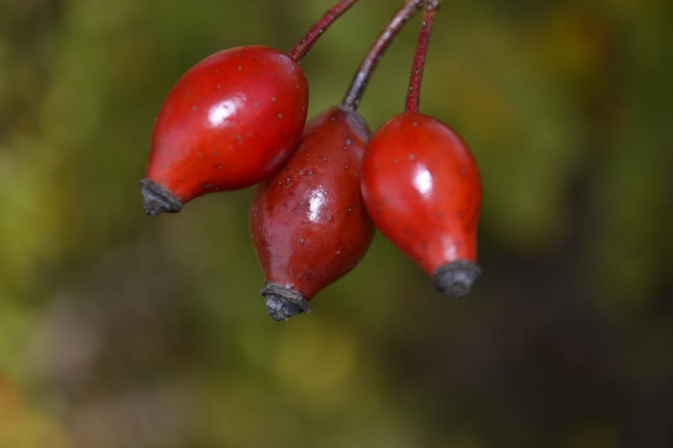 selective focus photography of red fruits preview
