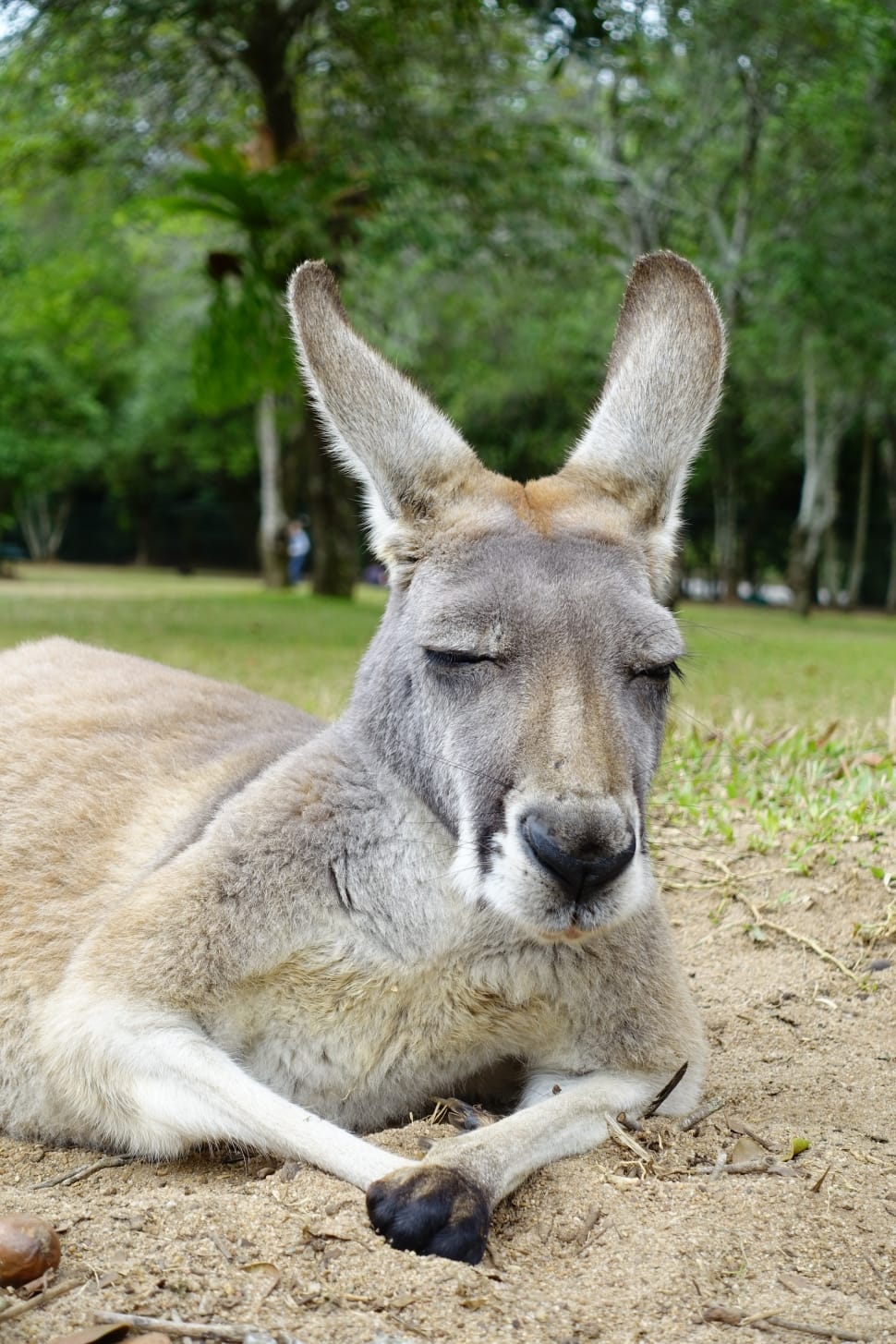 Kangaroo, Animals, Australia, one animal, animal wildlife preview