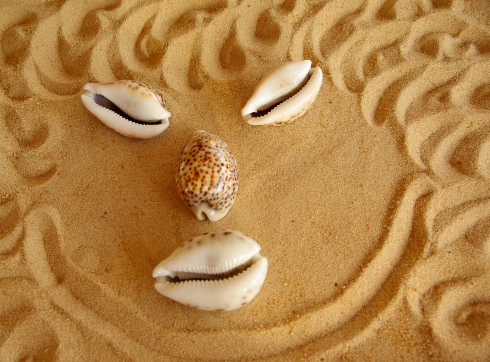 4 white and brown seashell preview