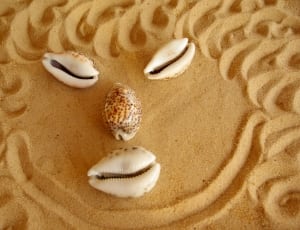 4 white and brown seashell thumbnail