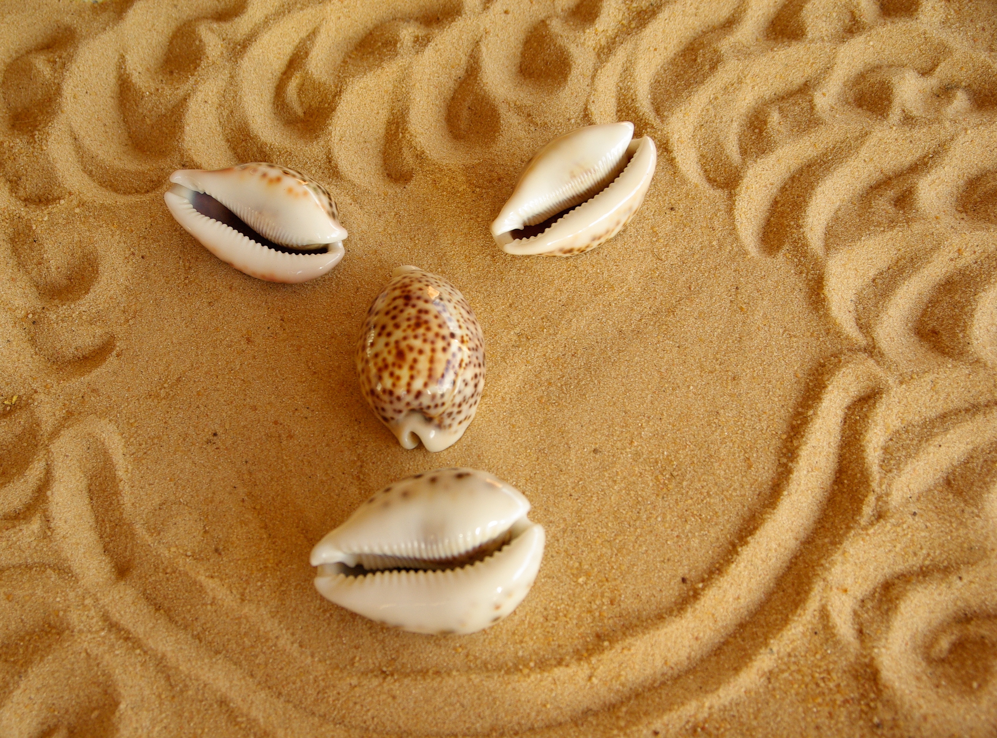 4 white and brown seashell