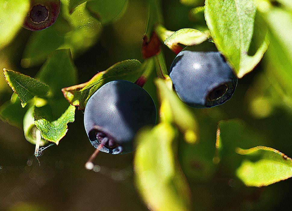 blue berries preview
